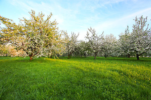 istock Blooming apple trees over shiny blue sky in spring park 186290491