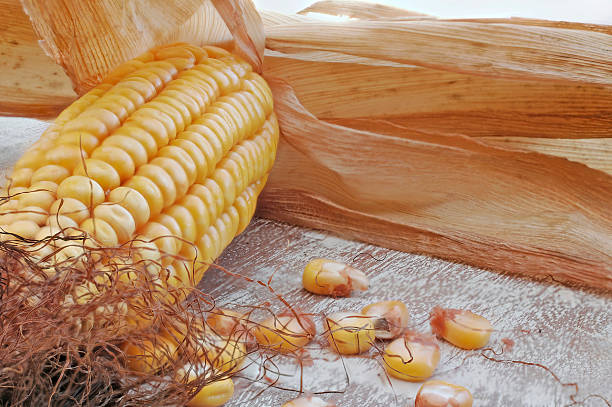 kolba kukurydzy - maiskörner zdjęcia i obrazy z banku zdjęć