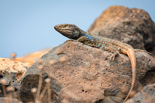 Gallotia galloti, also known commonly as Gallot's lizard, the Tenerife lizard, and the Western Canaries lizard.