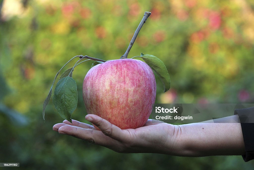 Mão segurando a maçã vermelha - Foto de stock de Adulto royalty-free
