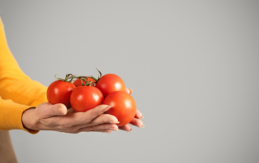 Hands of senior woman farmer hold red tomatoes, enjoy eco harvest, isolated on gray background, close up, cropped. Healthy food, work and hobby, ad and offer, recommendation agro business