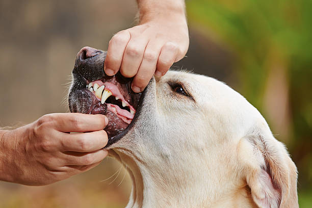 Dental check Dental check of teeth yellow labrador retriever. animal lips photos stock pictures, royalty-free photos & images