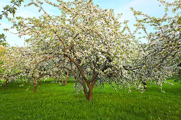 istock Blooming apple trees over shiny blue sky in spring park 186291504