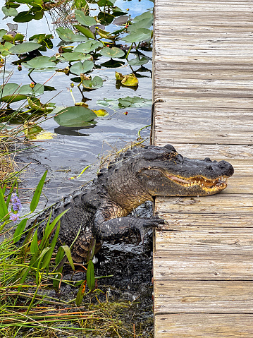 Large alligator climbing out of the water onto a wooden walkway in the Everglades.