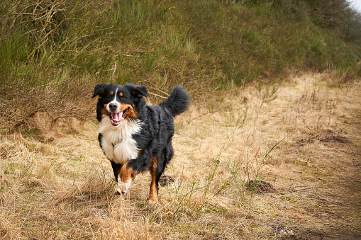 Bernese Mountain Dog sticking out tongue while walking in dry grass by plants in field