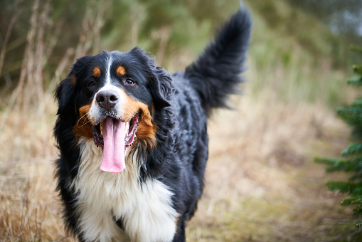 Playful Bernese Mountain Dog running on agricultural field while crops and trees in background