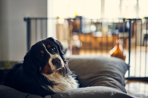 Portrait of Bernese Mountain Dog resting on gray pillow in living room at apartment