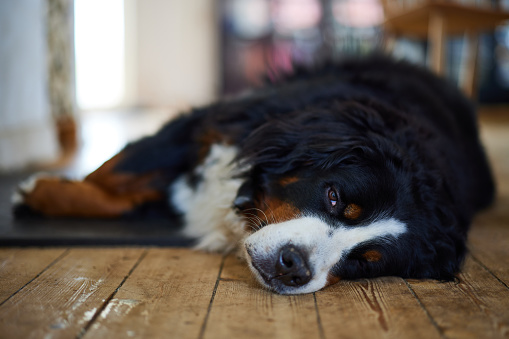 Portrait of Bernese Mountain Dog resting on wooden floor in living room at apartment