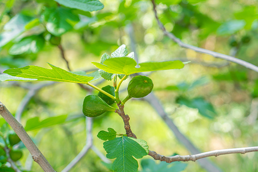 Green Fig on Tree