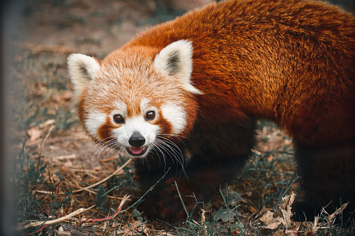 WILD ANIMALS WITHIN A NATURE RESERVE IN A CONSERVATION PROGRAM