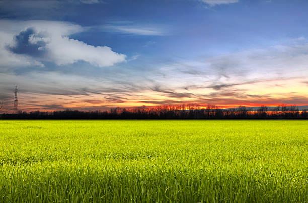 Sunset on a beautiful meadow stock photo