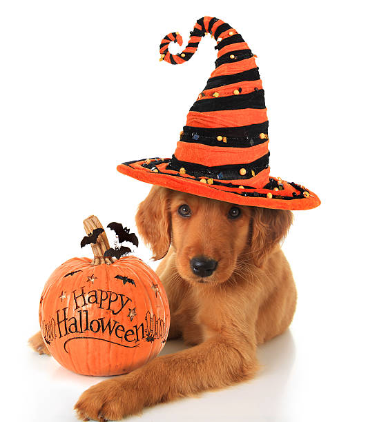 halloween cachorro - ropa para mascotas fotografías e imágenes de stock