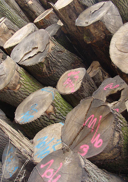 istock stacked log cut trees tagged with fluorescent spray-paint 186294340