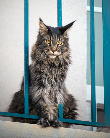Behold the regal presence of a magnificent Maine Coon cat, captured in a moment of contemplation as it surveys the world from a terrace perch. With a striking coat and distinctive tufted ears, this feline exemplifies the grace and grandeur of the Maine Coon breed. The cat's intense gaze adds a touch of mystery, creating a captivating composition. The elevated vantage point offers a unique perspective, emphasizing the feline's noble demeanor against the backdrop of the terrace. Ideal for cat enthusiasts, this image showcases the beauty and allure of the Maine Coon, making it perfect for various creative projects, editorial features, or pet-related content