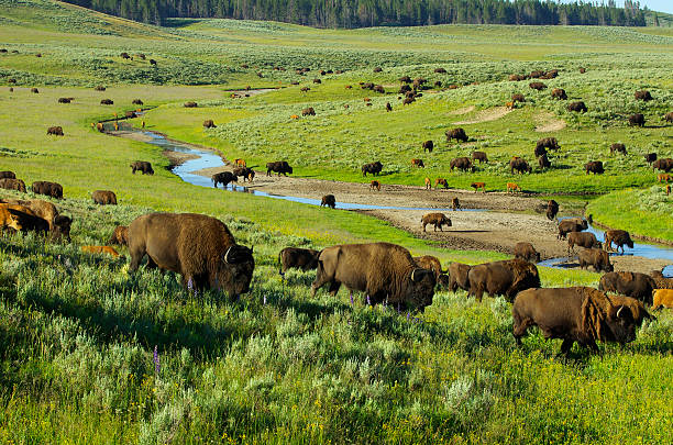 istock Buffaloes in the Hayden Valley, Wyoming 186294569