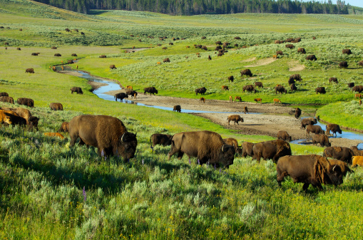 Herd of Bison in the Hayden Valley, Yellowstone National Park.