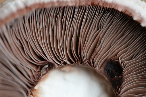 Close up of a single mushroom on table.