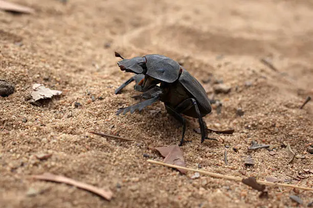 Dung beetle finding its way over hot and dry sand, with the African sun beating down on it.