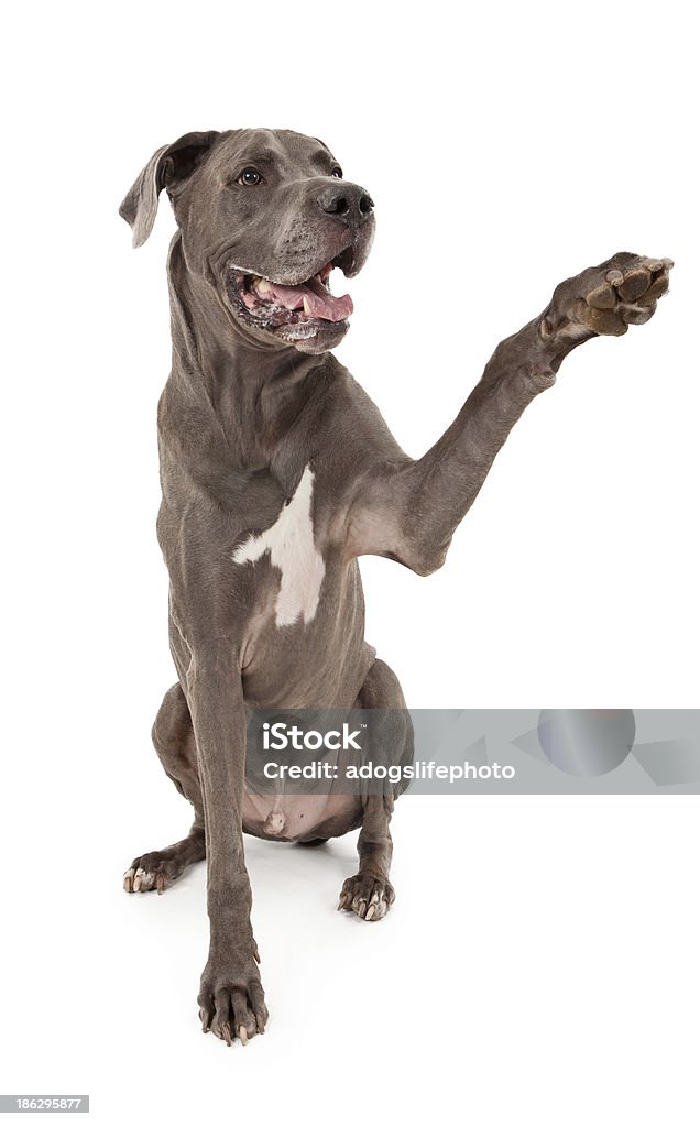 Great Dane Dog Extending Paw Great Dane dog extending his paw to shake hands. Great Dane Stock Photo