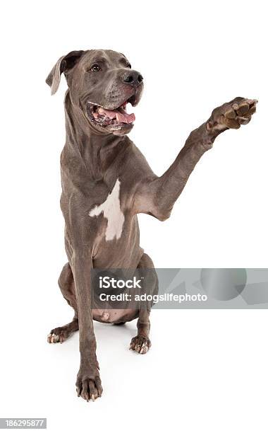 Great Dane Dog Extending Paw Stock Photo - Download Image Now - Great Dane, Paw, Dog