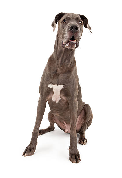 A dark brown Great Dane dog sitting behind white background A large Great Dane dog sitting down with drool on face. Isolated on white. dane county stock pictures, royalty-free photos & images