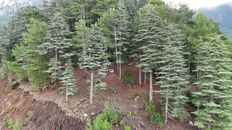 Landslide footage,led to roadblock in forest,Deforestation