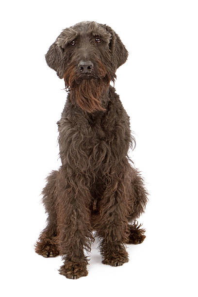 ブラックの巨大シュナウザー犬 - giant schnauzer ストックフォト�と画像