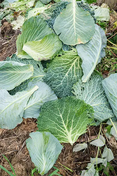 Savoy Cabbage Leaves on a Compost Heap