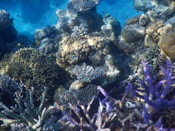 istock underwater coral and blue staghorn coral 1862974611