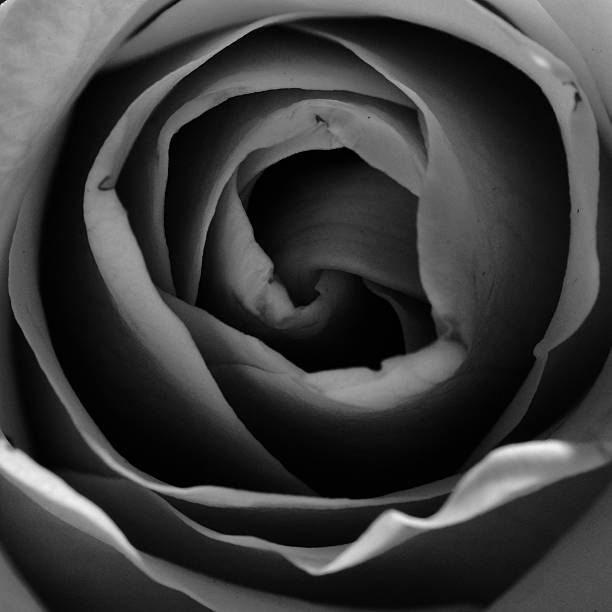 istock Rose flower - close-up. 186297489