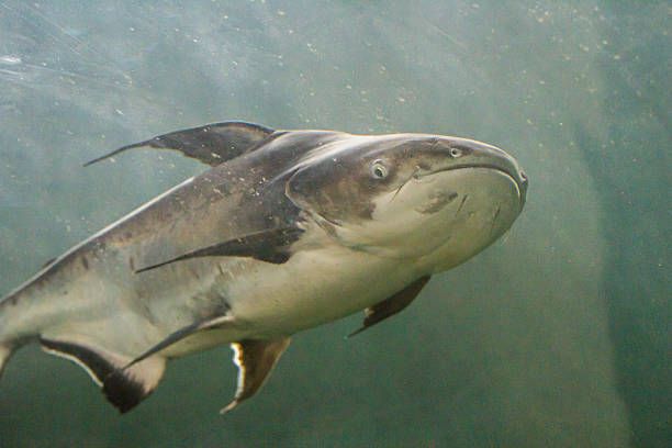 istock Giant Catfish (Pangasianodon gigas) photographed in an aquarium 186297672