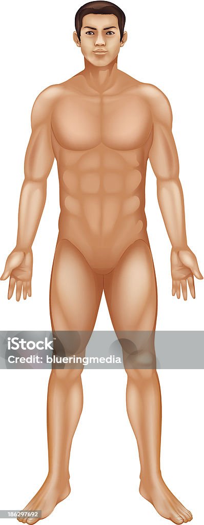 Male body generic male body Adult stock vector