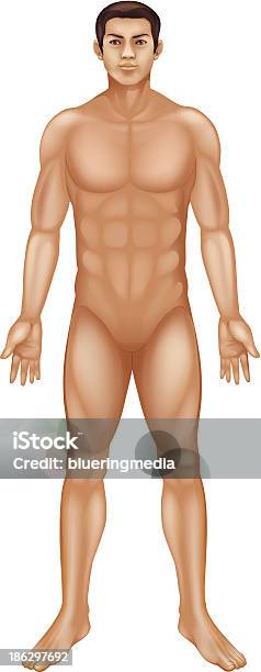 Male Body Stock Illustration - Download Image Now - Adult, Adults Only, Anatomy