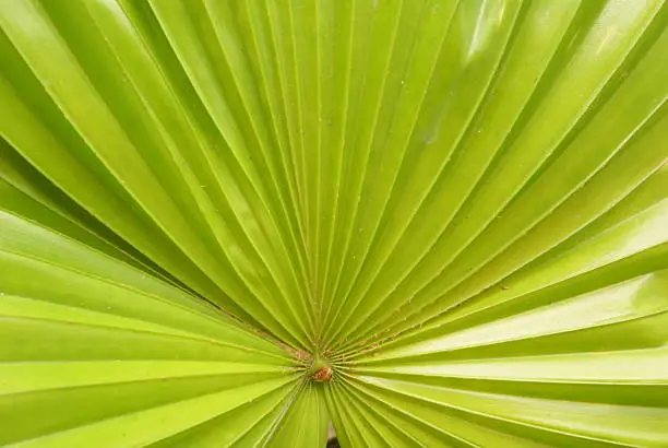 Photo of Green leaf, Footstool Palm, Serdang, Livistona rotundifolia