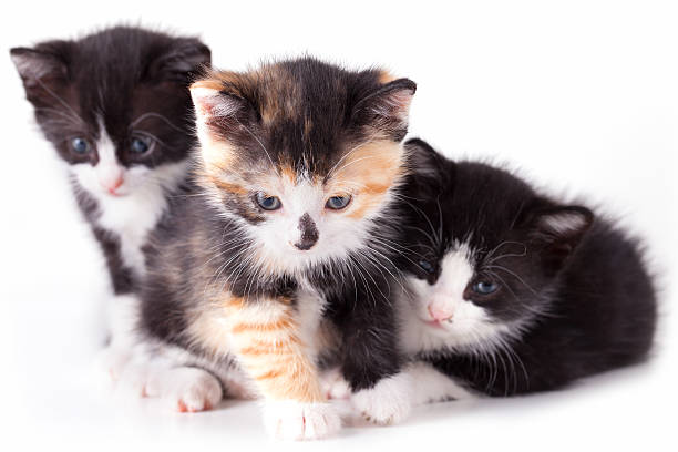 istock puppy cat on white background 186298288