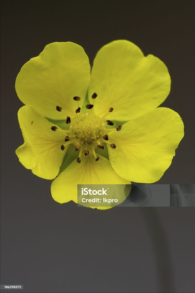macro close-up de um amarelo geum urbanum rosacee - Royalty-free Abril Foto de stock