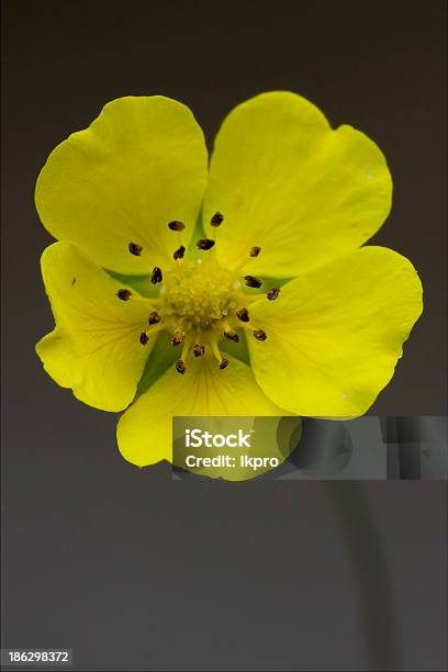 Macro Closeup De Um Amarelo Geum Urbanum Rosacee - Fotografias de stock e mais imagens de Abril - Abril, Agosto, Amarelo