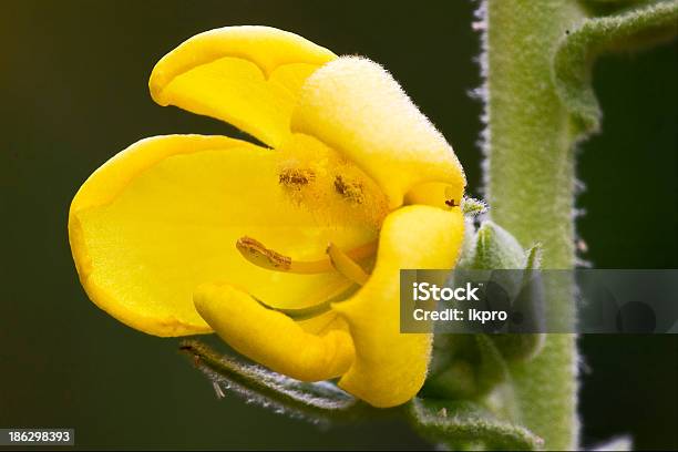 Primel Veris Primulacee Biennis Pale Yellow Flower Stockfoto und mehr Bilder von April - April, Blatt - Pflanzenbestandteile, Blume