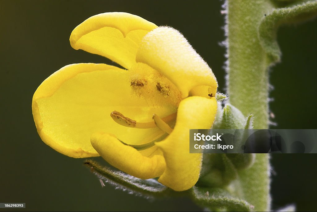 Prímula veris primulacee flor amarela oenothera biennis - Foto de stock de Abril royalty-free