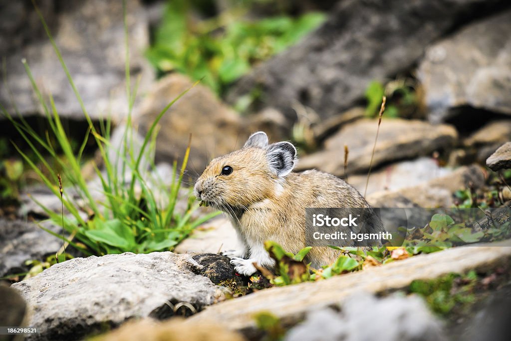 American Ochotone (Ochotona princeps) - Photo de Alberta libre de droits