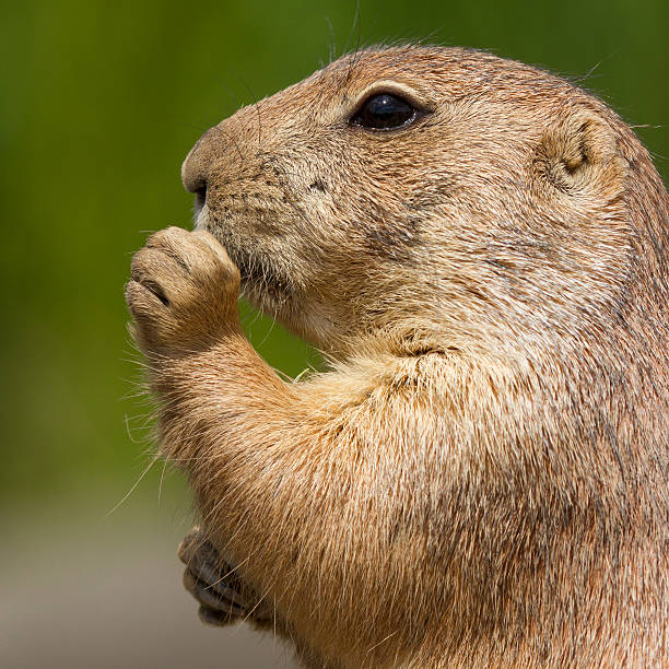 istock Cute prairie dog eating 186299021