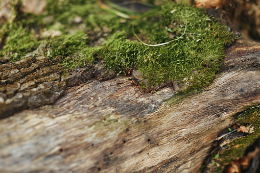 Green moss on tree bark outdoor, close up