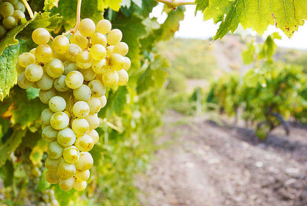 istock Sweet and tasty white grape bunch 186299268