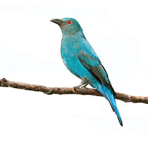 istock Asian Fairy Bluebird 186299960