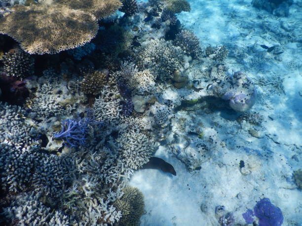 istock sea channel through coral reef 1863000316