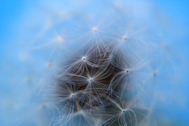 istock Macro of natural beauty 186300191