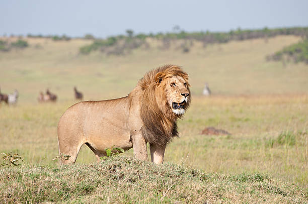 istock lion in the savannah 186300573