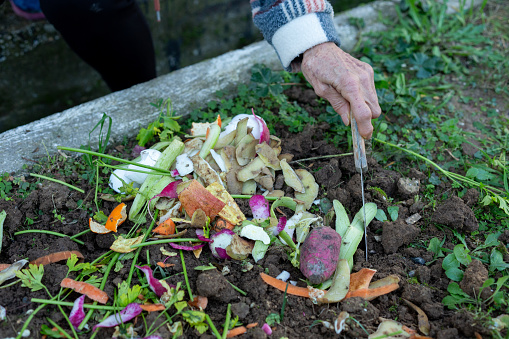 pouring vegetable peels into soil as fertilizer to reduce food waste
