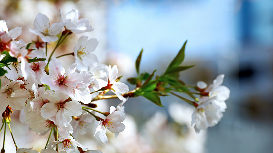 Cherry blossoms, background and spring seasons