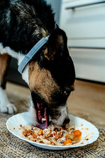 A candid portrayal of a dog dining at home, emphasizing the pet's integral role in the family and the comfort of a home setting